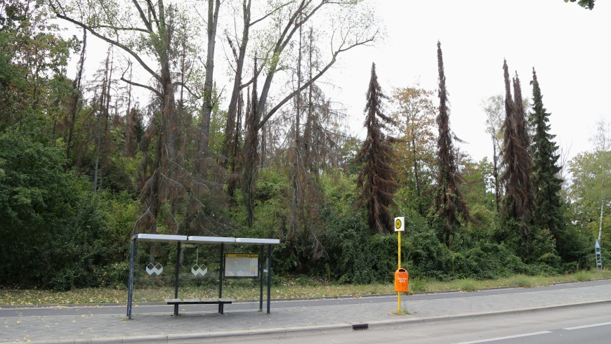 Waldsterben am Insulaner