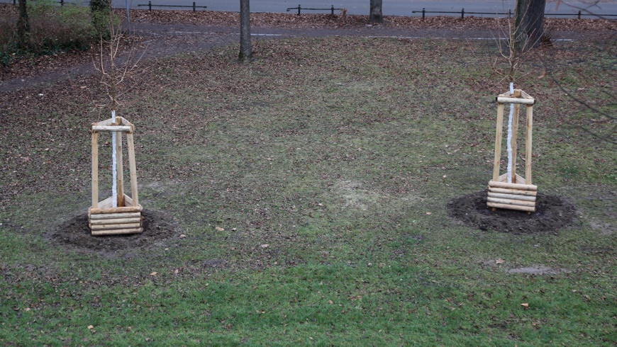 Jungbäume in einer Grünanlage
