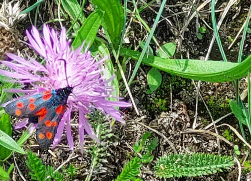 Widderchen in Marienfelde