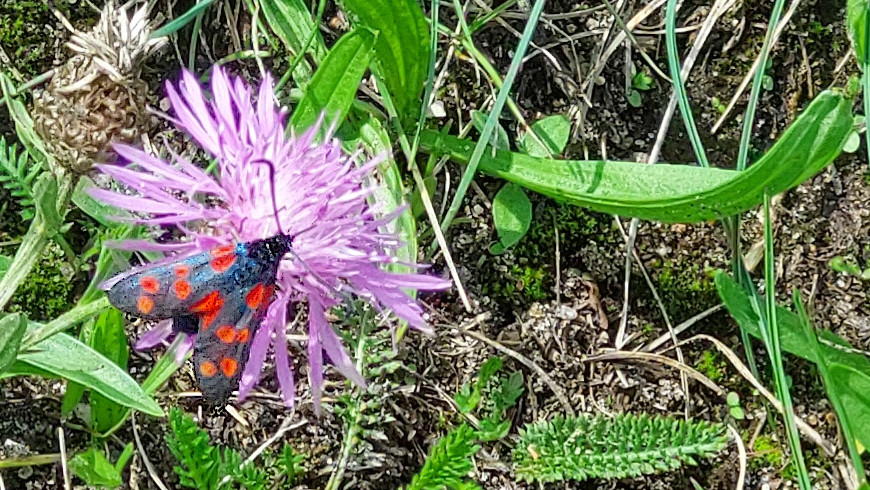 Widderchen in Marienfelde