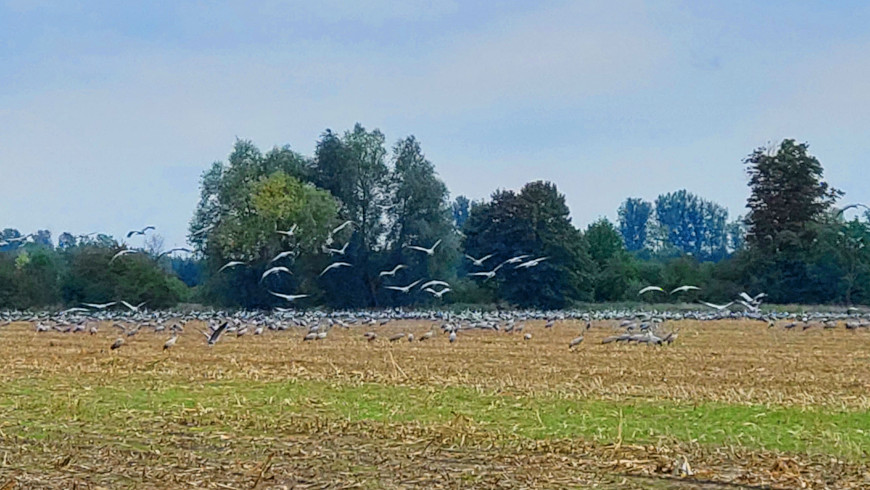 Kranichrastplatz bei Linum