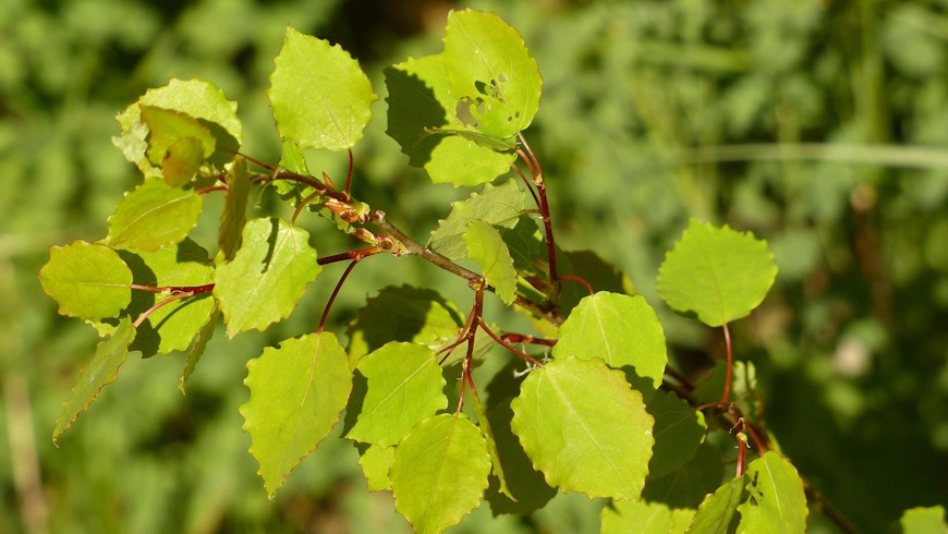 Zitterpappel ( Populus tremula