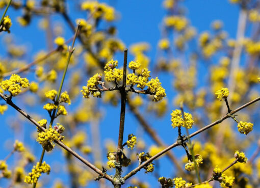Kornelkirsche blüht schon im Februar/März in Berlin.