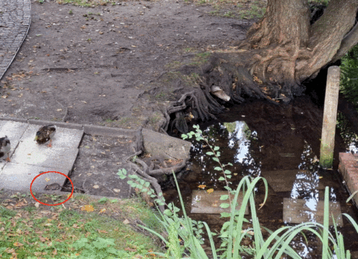 Rattenbefall am Schmiedeteich