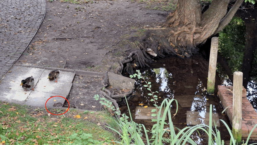 Rattenbefall am Schmiedeteich