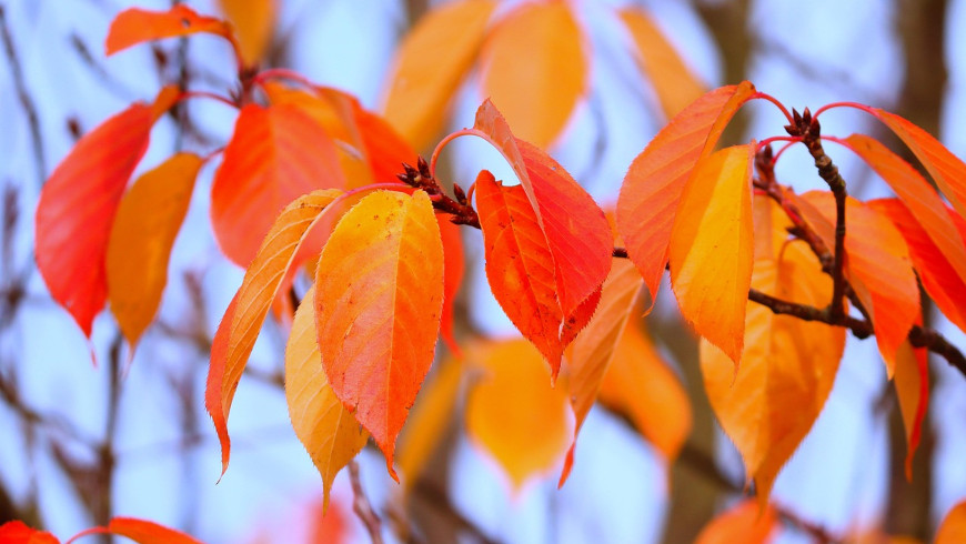 Herbstlaub